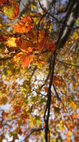 Fototapeta Bench, tree orange