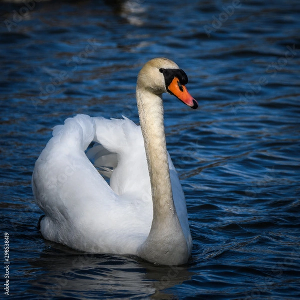 Obraz swan on lake
