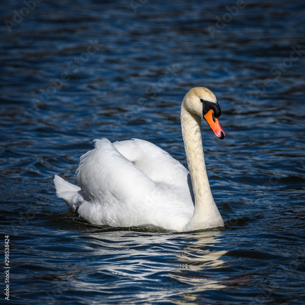 Obraz swan on lake