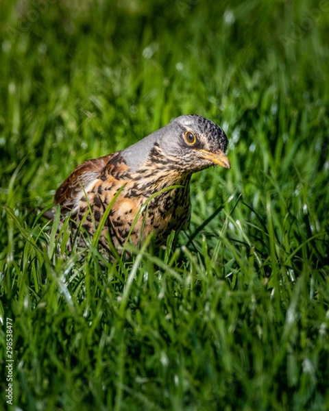 Obraz bird on grass