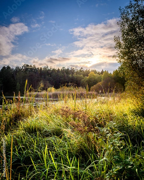 Obraz landscape with lake and forest
