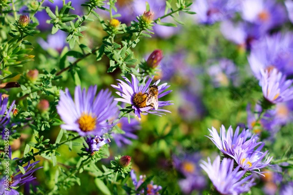 Obraz Busy Bee on Flower