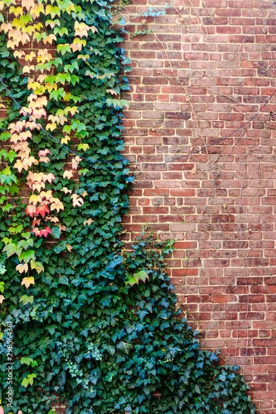 Obraz Fall Foliage on Brick Wall