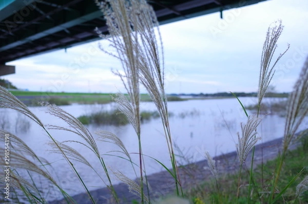 Fototapeta すすき