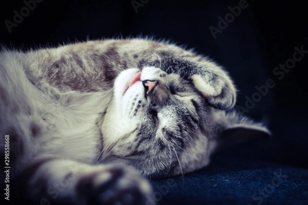 Obraz cat lying on a bed