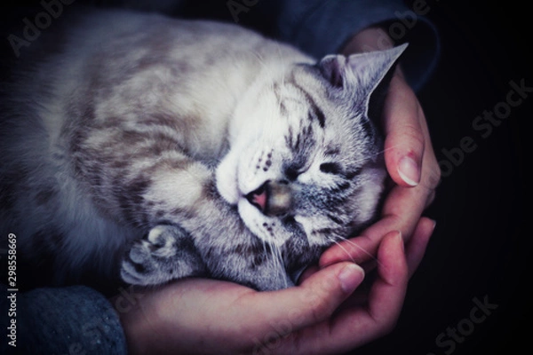 Obraz Kitten sleeping in the hands of it's owner