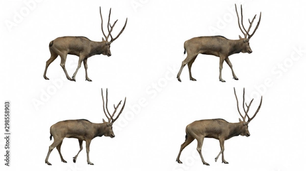 Fototapeta David's deer slowly walking seamlessly looped on black screen, real shot, isolated on alpha channel premultiplied with black and white matte, perfect for digital composition, cinema, 3d mapping.