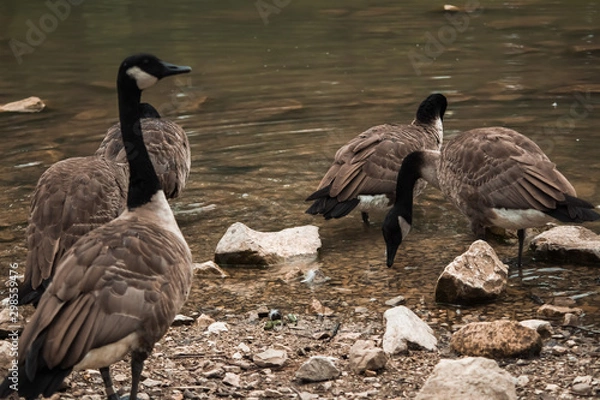 Obraz Several gooses near lake at a park