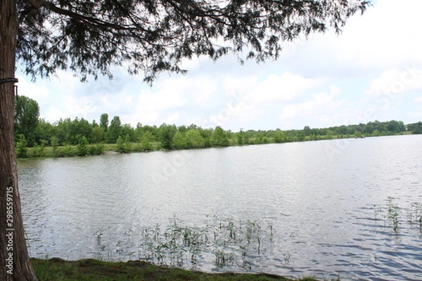 Obraz lake in forest