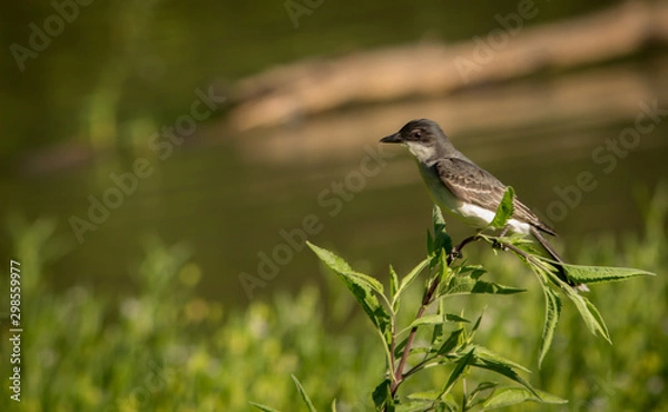 Obraz bird on a branch near a lake