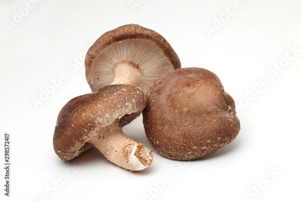 Obraz しいたけ,椎茸