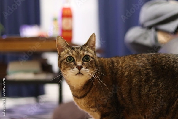 Fototapeta 飼い主を見つめる猫