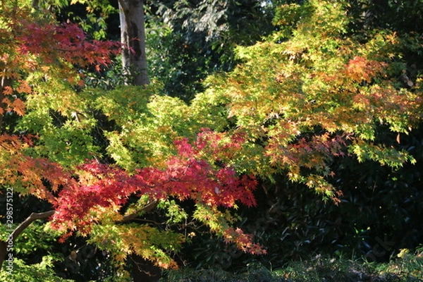 Obraz 紅葉する森を見上げる