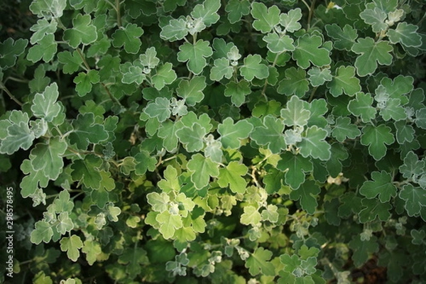 Fototapeta 足摺野路菊(アシズリノジギク)の葉
