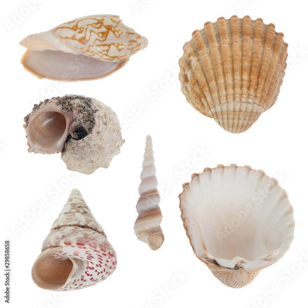 Fototapeta Sea shells
