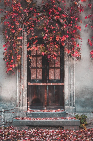 Fototapeta Vintage wooden door and autumn ivy. The doorstep and the ground are covered with red leaves.