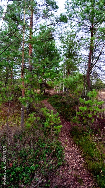 Obraz path in the forest