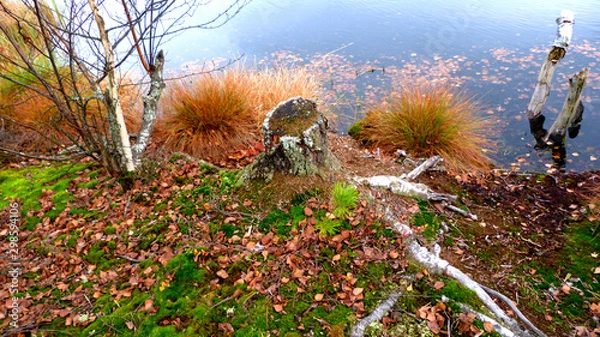 Obraz sunset in the park