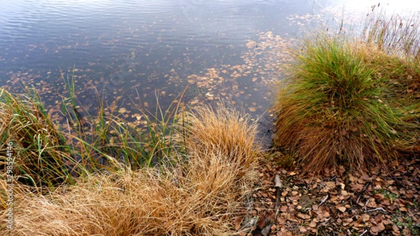 Obraz cactus in desert