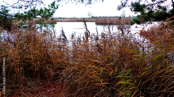 Obraz pond in the park