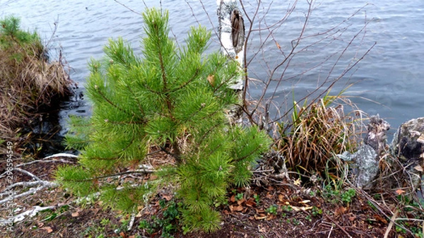 Obraz tree on the beach