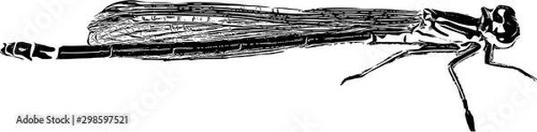 Obraz Dragonfly, insect