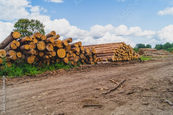 Fototapeta Wooden logs in the forest. chopped tree logs stack. nature landscape