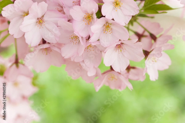 Obraz cherry blossom