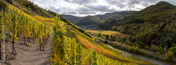 Obraz The golden autumn on the red wine trail in the Ahr valley