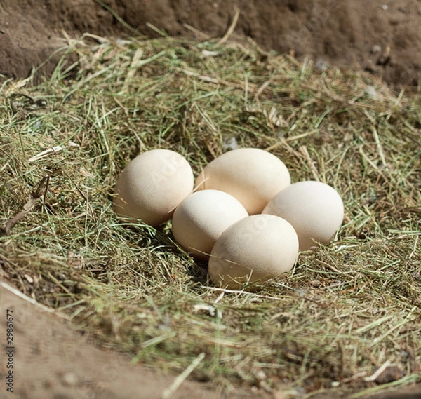 Obraz bird eggs in the nest