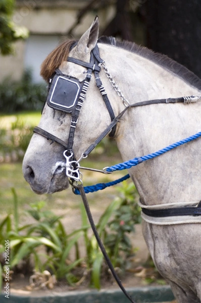Fototapeta white horse with eye patch