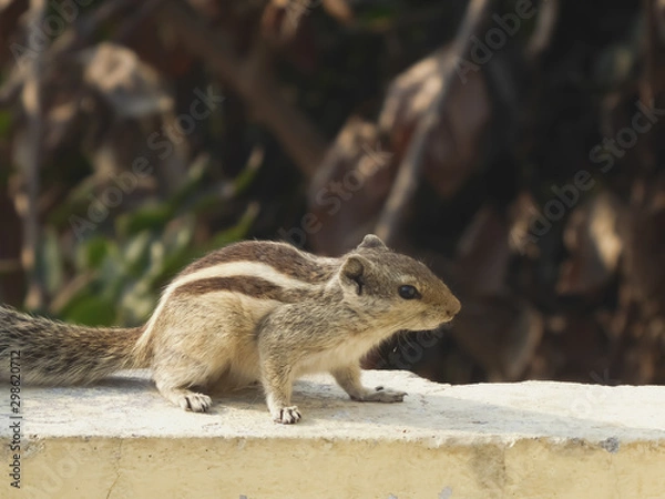 Fototapeta squirrel shot