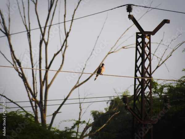 Obraz Master Bird photo