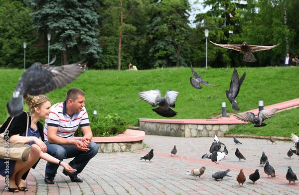 Obraz The pigeons