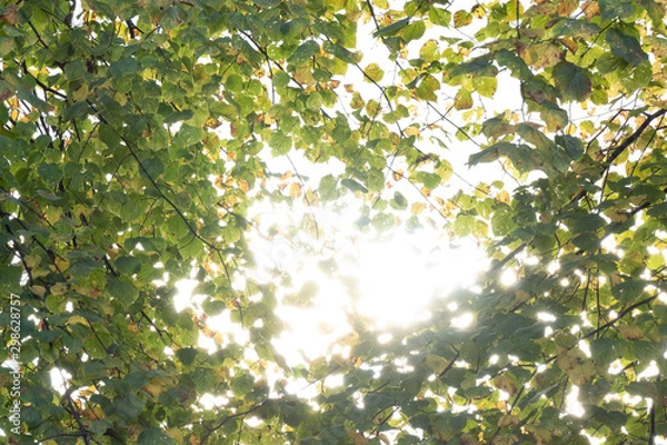Fototapeta Light through the trees