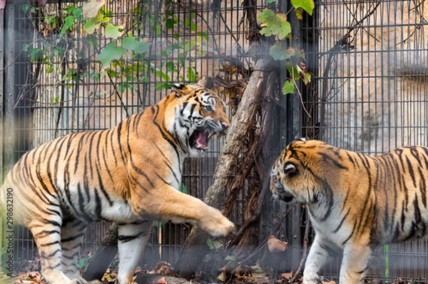 Obraz ケンカ中のアムールトラ