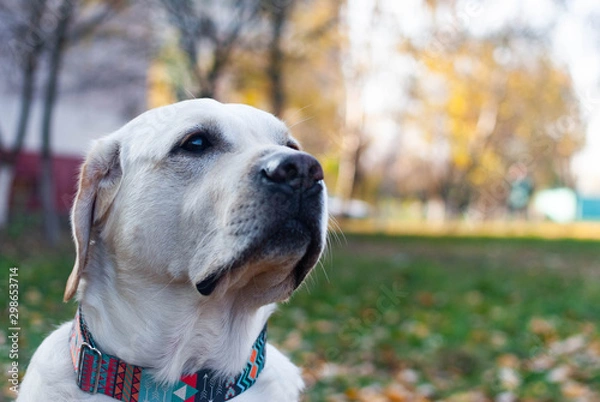 Obraz sad yellow labrador retriever at the autumn background