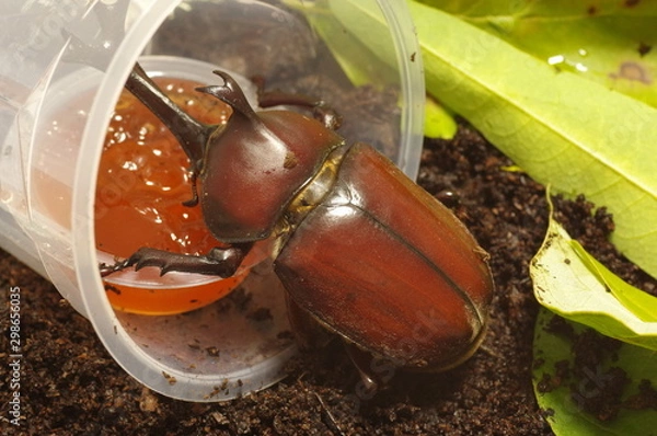 Obraz 昆虫ゼリーを食べるカブトムシ