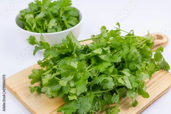 Fototapeta 採れたての新鮮なパクチー