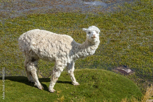 Obraz Alpaca is grazing on a field in Peru