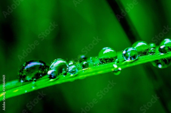 Fototapeta 水滴行列