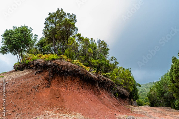 Fototapeta road in the forest