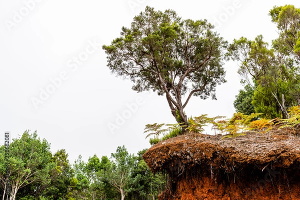 Obraz tree on the hill
