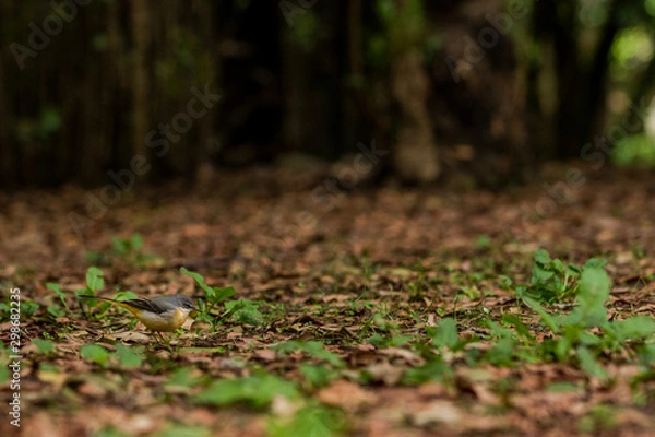 Obraz Bird autumn leaves in the forest