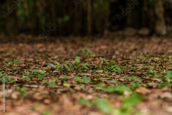 Obraz Bird on the grass