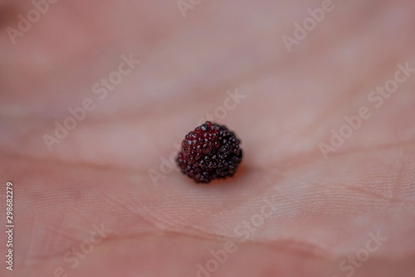 Obraz closeup of raspberry macro