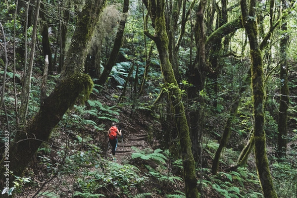 Obraz hiker in the forest