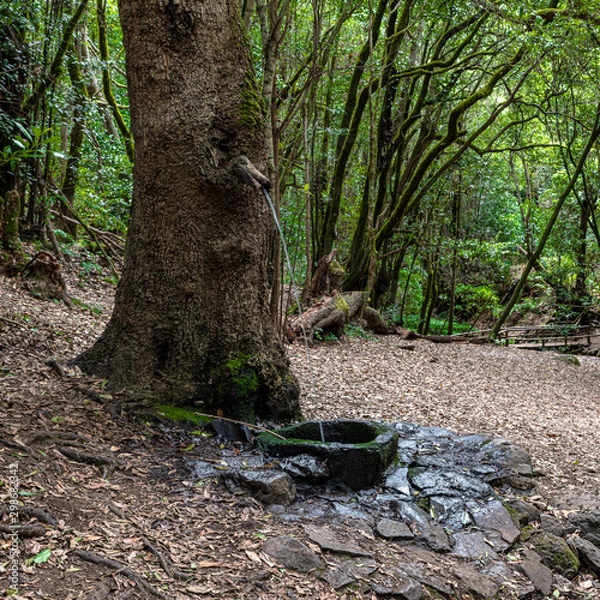 Obraz Fountain into the tree