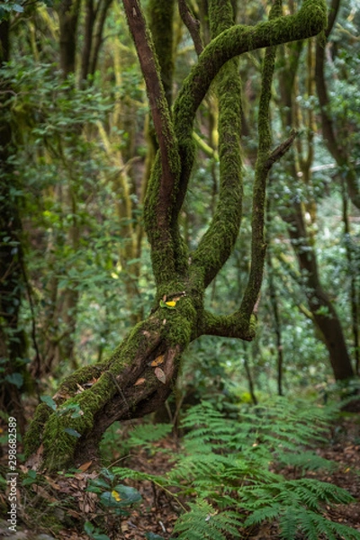 Fototapeta tree in forest la Gomera