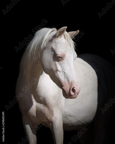 Obraz Portrait of a beautiful white horse looks back on black background isolated